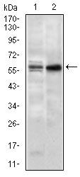 Nucleostemin Monoclonal Antibody (2C8D5)