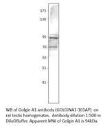 Golgin A1 Polyclonal Antibody