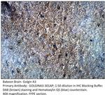 Golgin A3 Antibody in Immunohistochemistry (IHC)
