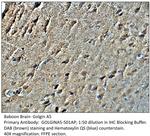 Golgin A5 Polyclonal Antibody