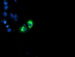 GOLM1 Antibody in Immunocytochemistry (ICC/IF)