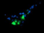 GOLM1 Antibody in Immunocytochemistry (ICC/IF)