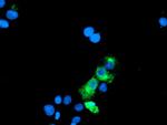 GOLM1 Antibody in Immunocytochemistry (ICC/IF)