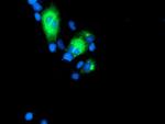 GOLM1 Antibody in Immunocytochemistry (ICC/IF)