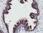 GOLM1 Antibody in Immunohistochemistry (Paraffin) (IHC (P))