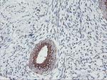 GOLM1 Antibody in Immunohistochemistry (Paraffin) (IHC (P))