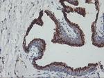 GOLM1 Antibody in Immunohistochemistry (Paraffin) (IHC (P))