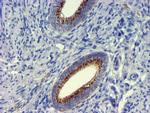 GOLM1 Antibody in Immunohistochemistry (Paraffin) (IHC (P))