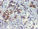 GOLM1 Antibody in Immunohistochemistry (Paraffin) (IHC (P))