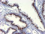 GOLM1 Antibody in Immunohistochemistry (Paraffin) (IHC (P))