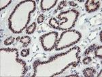GOLM1 Antibody in Immunohistochemistry (Paraffin) (IHC (P))