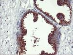 GOLM1 Antibody in Immunohistochemistry (Paraffin) (IHC (P))