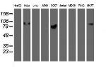 GOLM1 Antibody in Western Blot (WB)