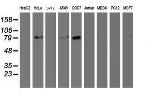 GOLM1 Antibody in Western Blot (WB)
