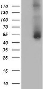 GOLM1 Antibody in Western Blot (WB)