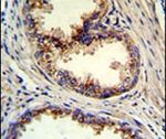 GOLPH3 Antibody in Immunohistochemistry (IHC)