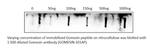 Gomesin Antibody in Western Blot (WB)