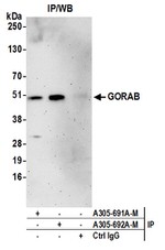 GORAB Polyclonal Antibody