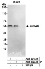 GORAB Polyclonal Antibody