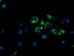 GORAB Antibody in Immunocytochemistry (ICC/IF)