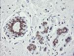GORAB Antibody in Immunohistochemistry (Paraffin) (IHC (P))