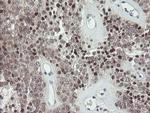 GORAB Antibody in Immunohistochemistry (Paraffin) (IHC (P))