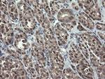 GORAB Antibody in Immunohistochemistry (Paraffin) (IHC (P))