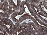 GORAB Antibody in Immunohistochemistry (Paraffin) (IHC (P))