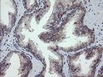 GORAB Antibody in Immunohistochemistry (Paraffin) (IHC (P))