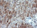 GORAB Antibody in Immunohistochemistry (Paraffin) (IHC (P))
