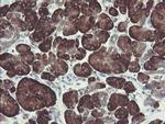 GORAB Antibody in Immunohistochemistry (Paraffin) (IHC (P))