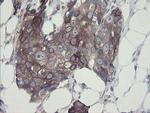 GORAB Antibody in Immunohistochemistry (Paraffin) (IHC (P))