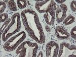 GORAB Antibody in Immunohistochemistry (Paraffin) (IHC (P))