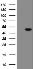 GORAB Antibody in Western Blot (WB)