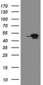 GORAB Antibody in Western Blot (WB)