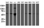 GORAB Antibody in Western Blot (WB)
