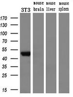 GORAB Antibody in Western Blot (WB)