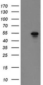 GORAB Antibody in Western Blot (WB)