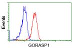 GORASP1 Antibody in Flow Cytometry (Flow)