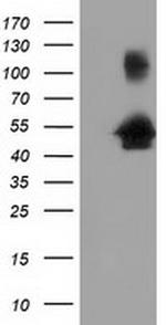 GORASP1 Antibody in Western Blot (WB)