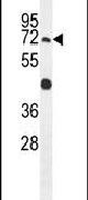 GPAA1 Antibody in Western Blot (WB)