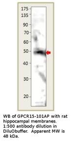GPCR GPR15 Polyclonal Antibody