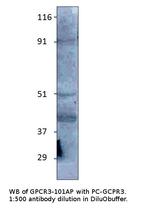 GPCR GPR3 Polyclonal Antibody
