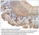 GPCR GPR7 Polyclonal Antibody