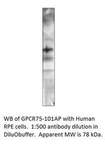 GPCR GPR75 Polyclonal Antibody