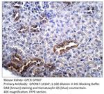 GPCR GPR87 Polyclonal Antibody