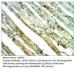 GAPDH Polyclonal Antibody