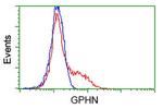 GPHN Antibody in Flow Cytometry (Flow)