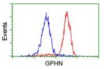 GPHN Antibody in Flow Cytometry (Flow)