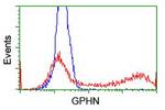 GPHN Antibody in Flow Cytometry (Flow)